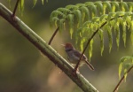 Olive-backed Tailorbird
